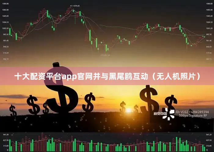 十大配资平台app官网并与黑尾鸥互动（无人机照片）